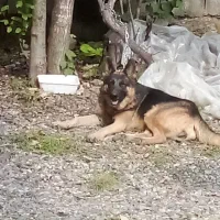 ژرمن|سگ|سنگر, |دیوار