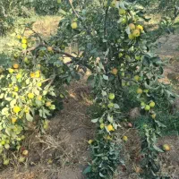 فروش زمین ۱ هکتار|فروش زمین و ملک کلنگی|نوبران, |دیوار