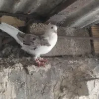 سه تاکبوترگرفتنی نردوری|پرنده|اهواز, بهارستان|دیوار