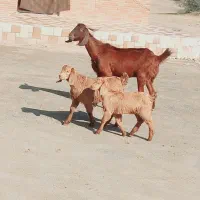 بز دوقلو مناسب