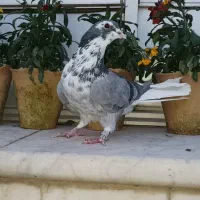 کفتر دمگیر|پرنده|اصفهان, نصرآباد|دیوار