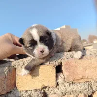 روباهی پامرانین|سگ|قرچک, مهدیه|دیوار