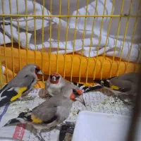 سهره نر قلدر پر گل|پرنده|مشهد, میان ولایت|دیوار