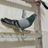 صحرای نر درجه یک