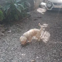 واگذاری سگ شیتسو تریر