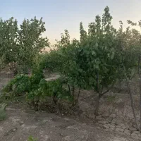 فروش باغ روستای یونس آباد|فروش خانه و ویلا|شاهرود, |دیوار