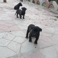 ۵عدد توله پیتبول