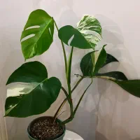 برگ انجیری ابلق، مانسترا ابلق|گل و گیاه طبیعی|قم, انسجام|دیوار