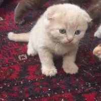 اسکاتیش|گربه|مشهد, زیبا شهر|دیوار