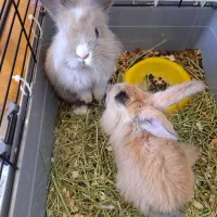 خرگوش مینی لوپ هلندی(دو عدد)|موش و خرگوش|تهران, دریاننو|دیوار