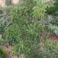 گردو تکانی حرفه ای در خلخال