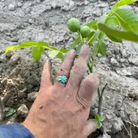 نیم وجبی باردهی سال اول