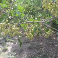 باغچه فروشی ۵۰۰ متر