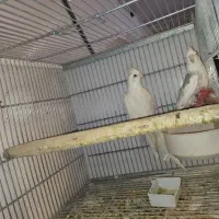 عروس هلندی بهمراه جوجه|پرنده|خمینیشهر, |دیوار