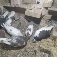 معاوضه کبوتر|پرنده|سبزوار, امیر کبیر|دیوار