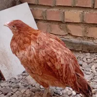 مرغ ونیمچه محلی به صورت یکجا