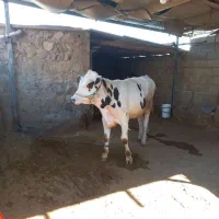 گاو نر 300کیلویی|حیوانات مزرعه|مهران (ایلام), |دیوار