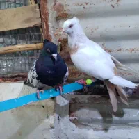 کبوتر رنگی جفت ۶۴۰|پرنده|الوند, |دیوار