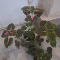 گل حسنی یوسف،کاکتوس ماری یا بند انگشتی،گندمی ابلق