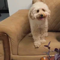 واگذاری سگ پودل