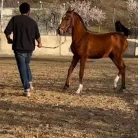 کره مادیان از طوفان کیانی|اسب و تجهیزات اسب‌سواری|تهران, تهرانپارس شرقی|دیوار