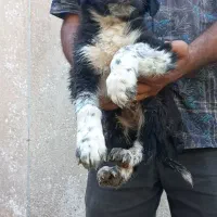 واگذاری توله قدرجونی دوماه بشرت|سگ|اصفهان, طاحونه|دیوار