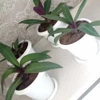 نهال زیبای گهواره موسی