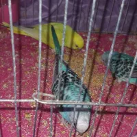 مرغ عشق|پرنده|امیدیه, |دیوار