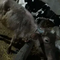 گوساله گاومیش ماده ساری