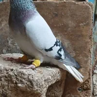 کفتر سبز دم سفید