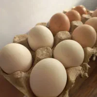 تخم مرغ نطفه دار