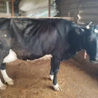 گاو با گوساله ماده|حیوانات مزرعه|شفت, |دیوار