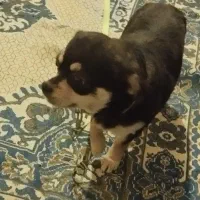 سگ شیواوا|سگ|بم, |دیوار