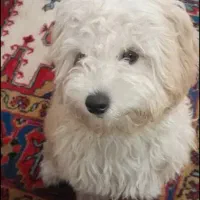 حیوان خانگی