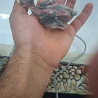 جوجه مینا