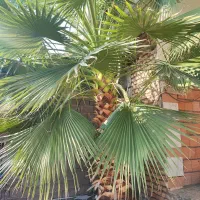 فروش درخت نخل