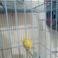 ابادان|پرنده|آبادان, |دیوار