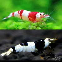 گروه اکواریوم