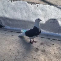 طوقی نر|پرنده|اردبیل, |دیوار