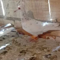 کفتر|پرنده|محمدیه-قزوین, |دیوار