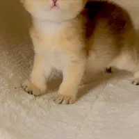 دوتا اسکاتیش هستن دختروپسر