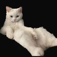 اسکاتیش نر آماده جفت گیری