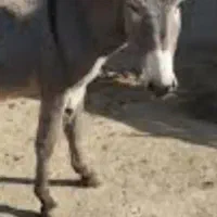 ماده الاغ جوان