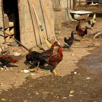 خروس دورگ|حیوانات مزرعه|الوند, |دیوار