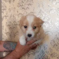 توله ۲ماهه پامر اشپیدز سالم وانیل وزیبا