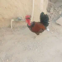 خروس|حیوانات مزرعه|دهدشت, |دیوار