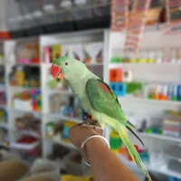 شاه طوطی جوجه|پرنده|کرج, شهرک اوج|دیوار