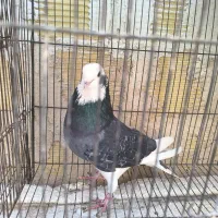 کفتر|پرنده|اصفهان, هفتون|دیوار