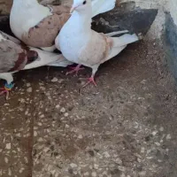 کبوتر دوکت|پرنده|شادگان, |دیوار