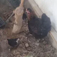 چهار عدد مرغ و خروس